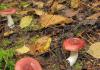 Сыроежки: виды и их особенности Сыроежки грибы виды