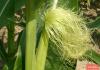 Ботаническая характеристика кукурузы Как называется цветок как кукуруза