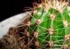 Výklad snu: Prečo snívate o kvitnúcom kaktuse?