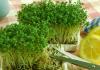 Comment conserver longtemps les légumes à feuilles vertes Comment préparer les feuilles de moutarde pour l'hiver